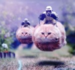 star wars cats.jpg