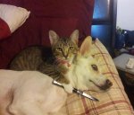 cat with knife.jpg