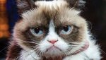 too_good_for_grumpy_cat.jpg
