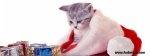 Cute-Christmas-Cat-Facebook-Covers.jpg