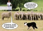 conspiracy-sheep-dog-60423492332_xlarge.jpeg