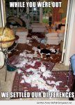 funny-toilet-paper-mess-roon-cat-dog-settled-differences-pics.jpg