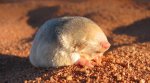 golden-mole-Eremitalpa.jpg