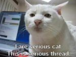 Iareseriouscat.jpg Iareseriouscat.jpg
