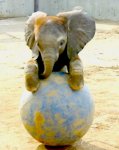 Funny Baby Elephants_1.jpg