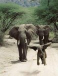 Cute-Baby-Elephants-32.jpg