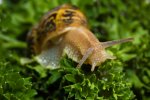 149776-850x565-Snail-eating-parsley.jpg