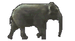 elephant-3.gif elephant-3.gif