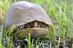 study-sheds-light-on-the-mystery-of-turtle-shell-evolution.jpg