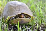 study-sheds-light-on-the-mystery-of-turtle-shell-evolution.jpg study-sheds-light-on-the-mystery-of-turtle-shell-evolution.jpg