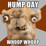 hump-day-camel-pics.jpg