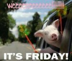 pig-in-a-car-weee-its-friday.jpeg