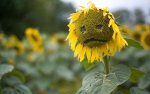 Sad-Sunflower.jpg