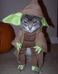 Yoda-Cat-Halloween-Costume.png