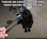 funny-pictures-matrix-cat-is-bent-by-spoon.jpg