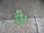 IMG_0377.jpg