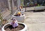 garden 008.jpg