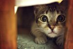 scaredy-cat-i6.jpg