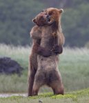 bear-hug.jpg