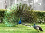 Male Peacock displaying.jpg