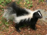 skunk.jpg