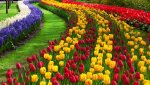 TULIPS.jpg TULIPS.jpg