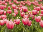 is-it-true-i-can-plant-tulips-ThinkstockPhotos-491787411.jpg