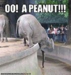 peanut.jpg peanut.jpg
