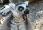 lemur.jpg
