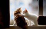cat-friends.jpg