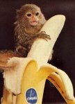 baby_monkey_banana.jpg