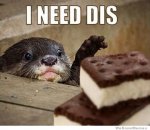i-need-dis-otter.jpg