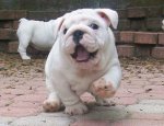 english-bulldog-cute-puppy.jpg