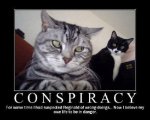 conspiracy cat.jpg