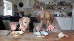 two dogs eatting.jpg