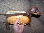 weiner dog.jpg