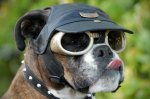 biker-doggles.jpg