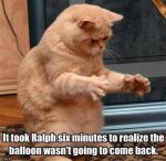 cat and missing balloon.jpg