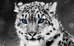 snow_leopard_face_big_cat_predator_65466_3840x2400.jpg