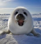 baby-cute-seal-seal-pup-smile-Favim.com-400983.jpg