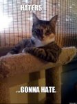 cat haters.jpg cat haters.jpg
