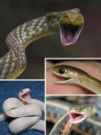 animal_smiles_9a.jpg