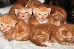 Ginger-kittens.jpg