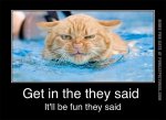 funny-cat-pics-swimming-cat-it-will-be-fun-they-said.jpg