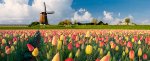 holland-header-short.jpg