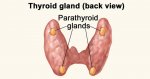 parathyroid-glands.jpg