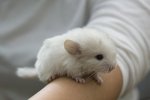 chinchilla-facts.jpg chinchilla-facts.jpg