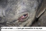 baby-elephant-cries-001.jpg baby-elephant-cries-001.jpg