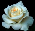 Roses-From-Princess-Yorkshire-Rose.jpg