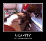Anti_gravity_cat.jpeg